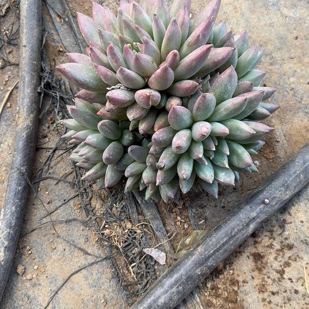 迷*多肉植物水晶球
