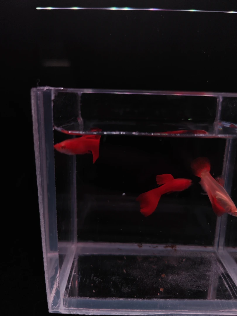 匿名专用链接全红红耳朵