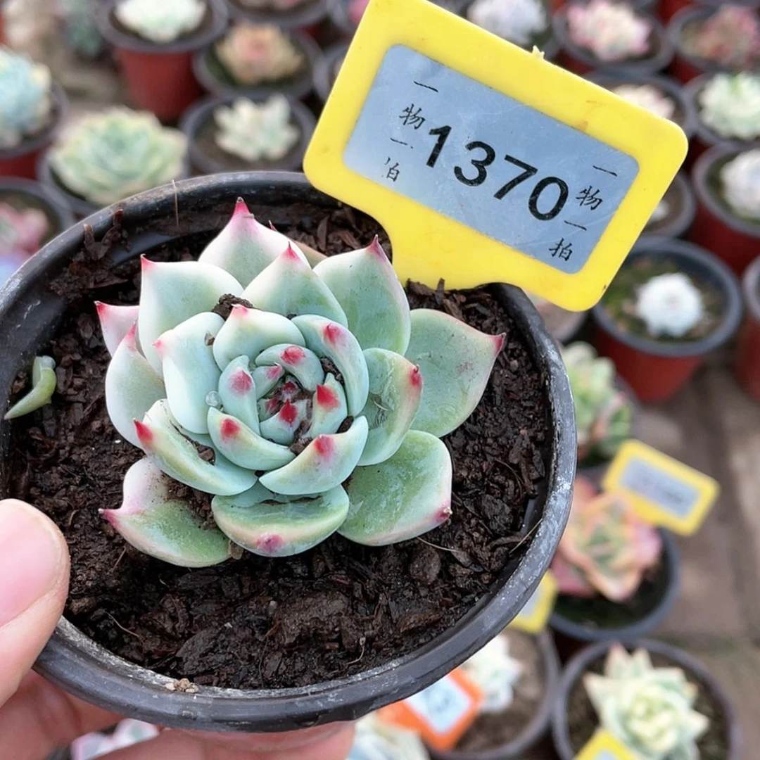 【闪购商品】1370号