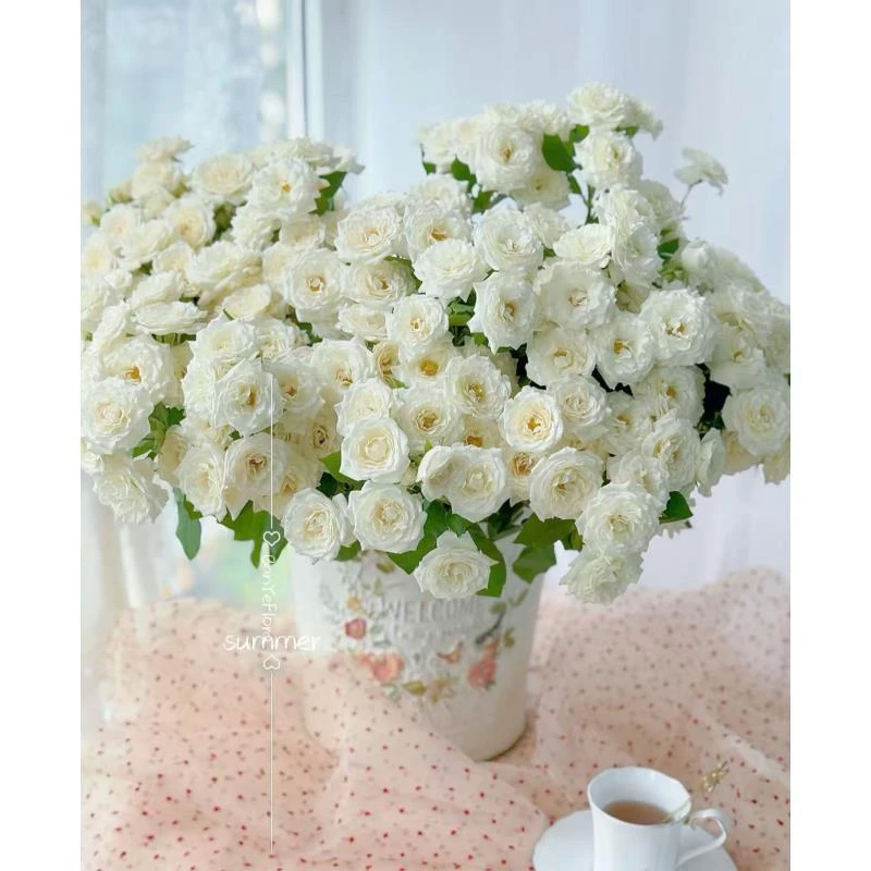 【珍妮】多头玫瑰顺丰包邮