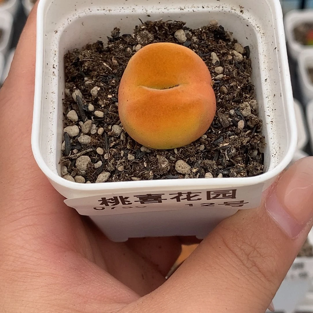 0730-12-橙蟠桃一颗。