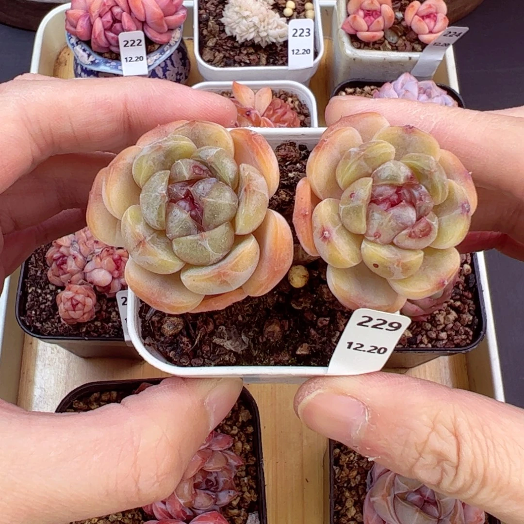 好好看229、哈哈哈哈