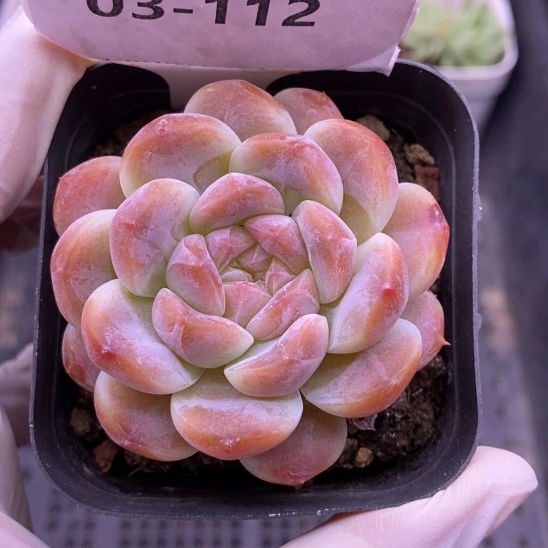 【闪购商品】03-112