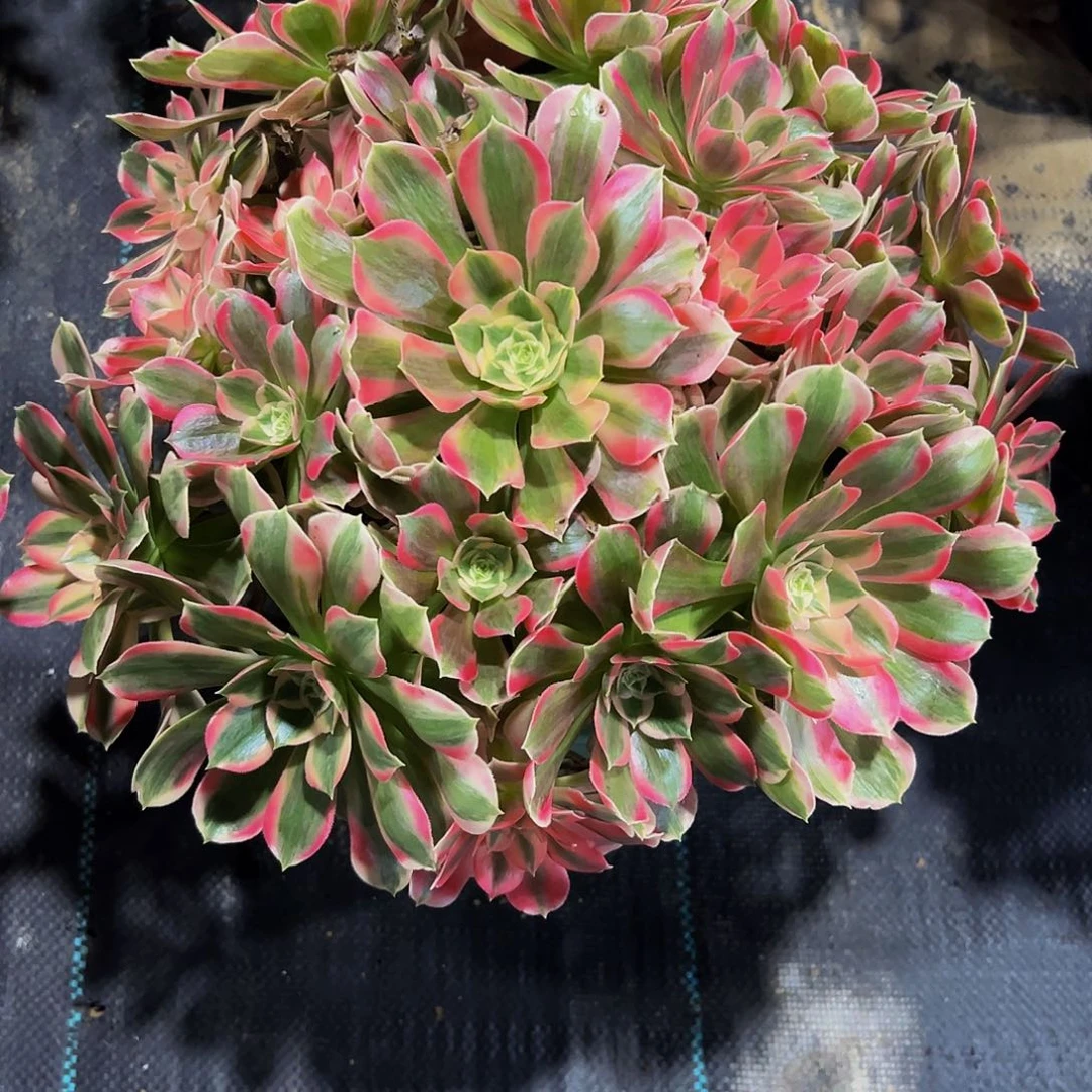 老庄粉女巫法师45.8