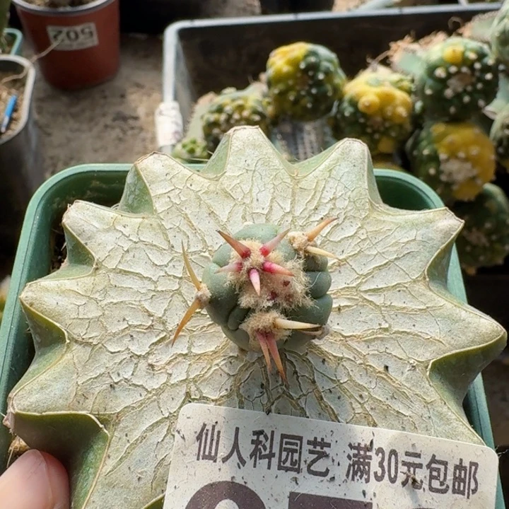 072苗接翠平丸仙人球