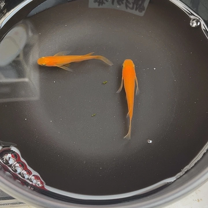 青鳉鱼真长鳍小野红帝2条25号