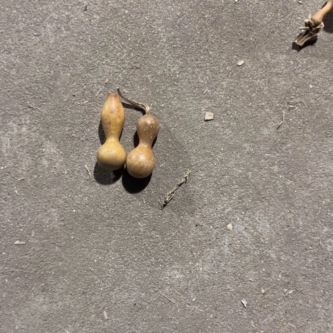 葫芦明轩葫芦哈哈哈哈