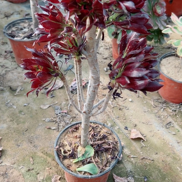 362黑法师多肉植物