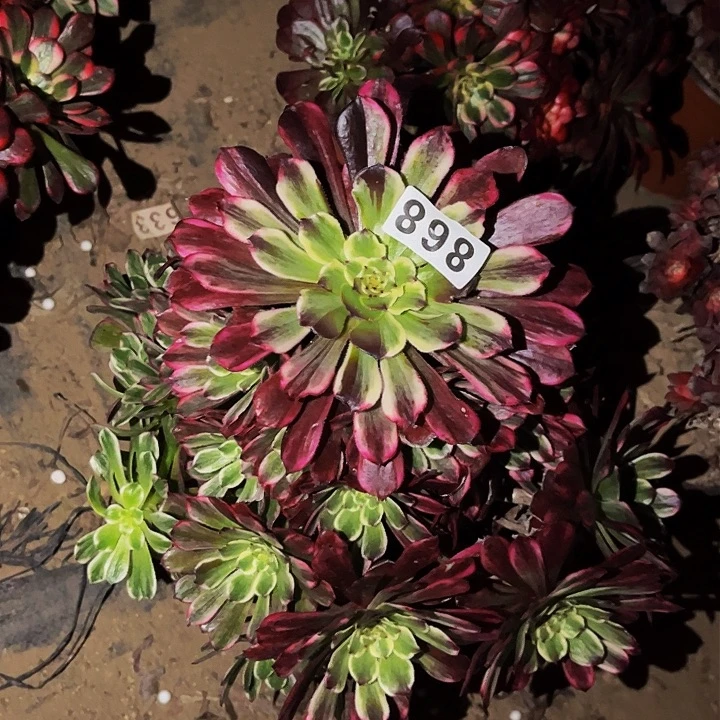 868超墨多肉植物处理不售后