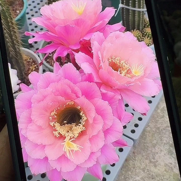 糖果毛花柱，原价26一棵，现价52三棵！福利价！