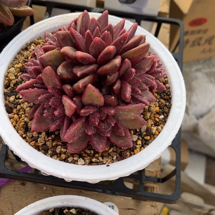 迷雾泡泡 夏鸣园艺