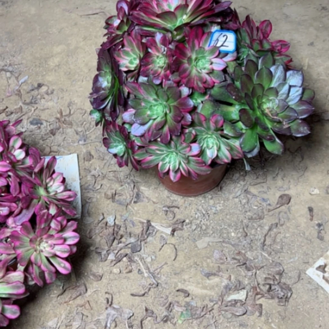 【闪购商品】多肉植物安娜62