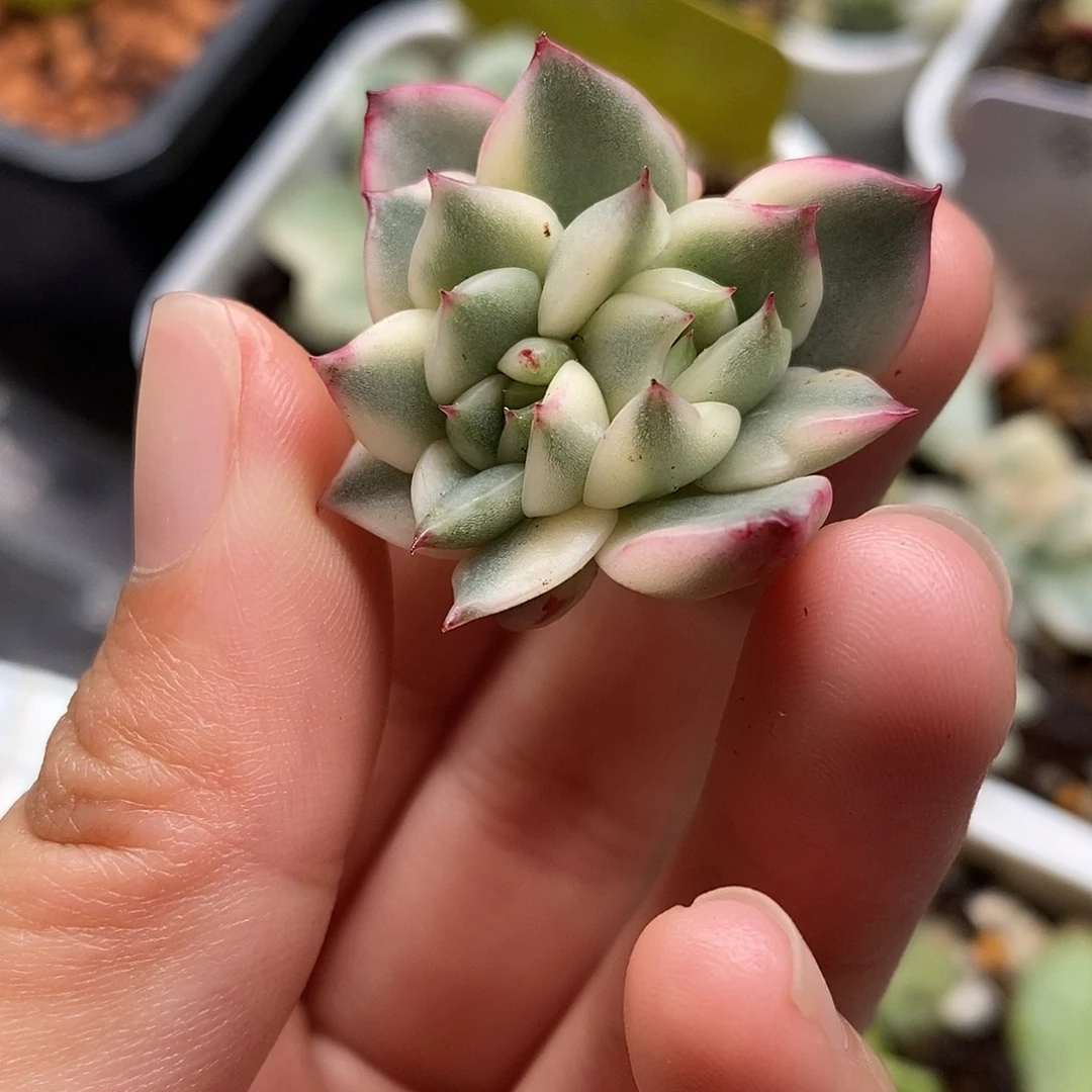 落雁锦一物一拍，