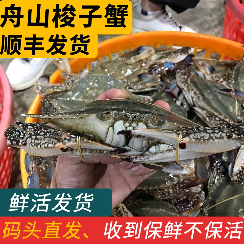 【保鲜不保活】舟山梭子蟹鲜活发货特大公蟹白蟹4两左右/只 3斤起