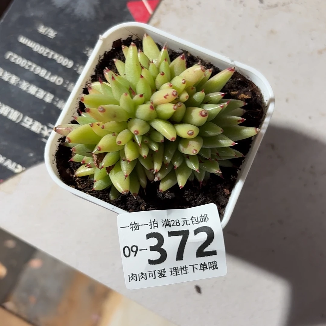 虎鲸缀化无盆土发货无盆土发货无