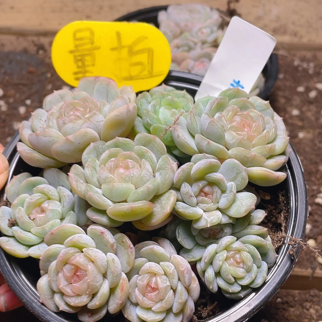 量拍多肉植物多肉植物44