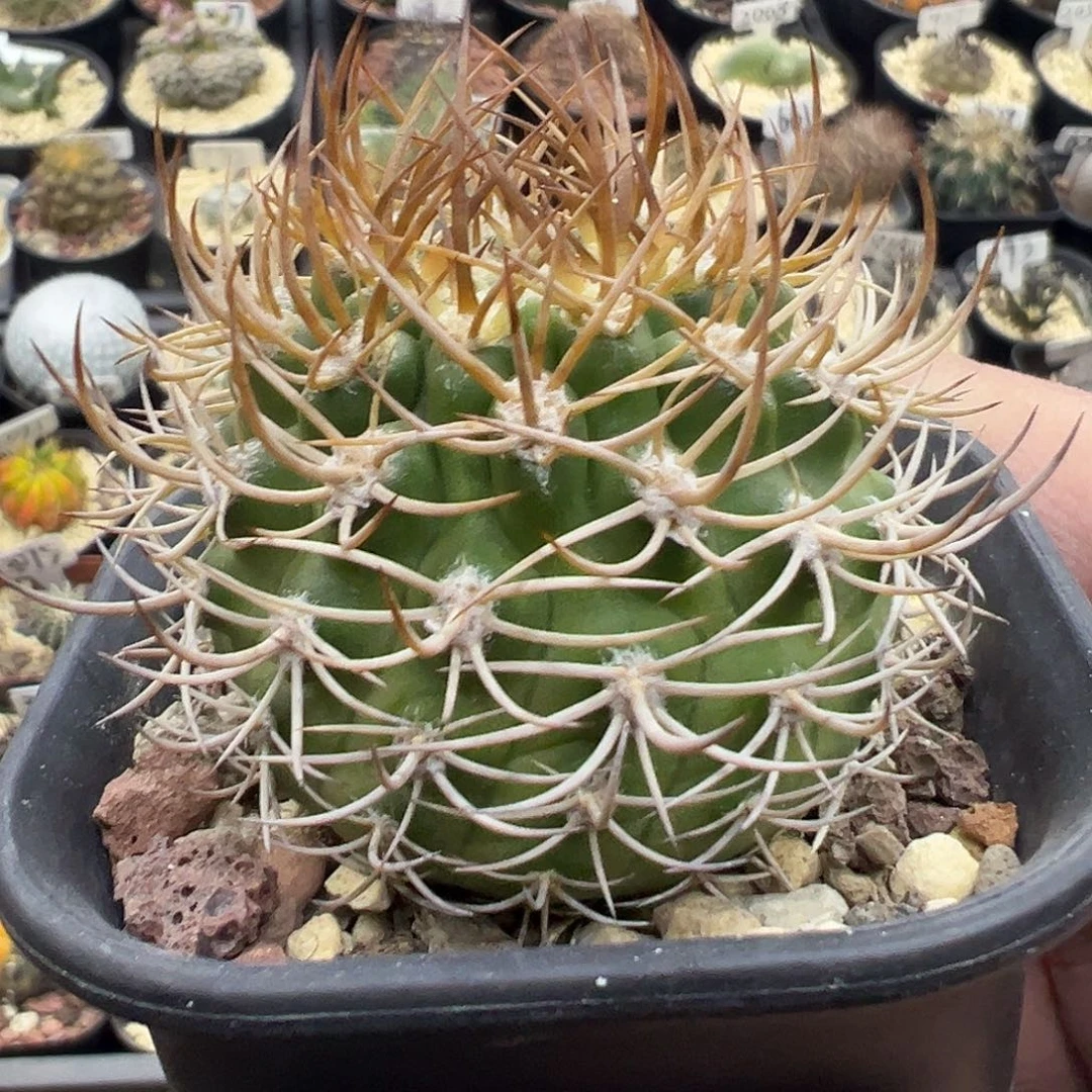 223金刺逆豹丸实生仙人球