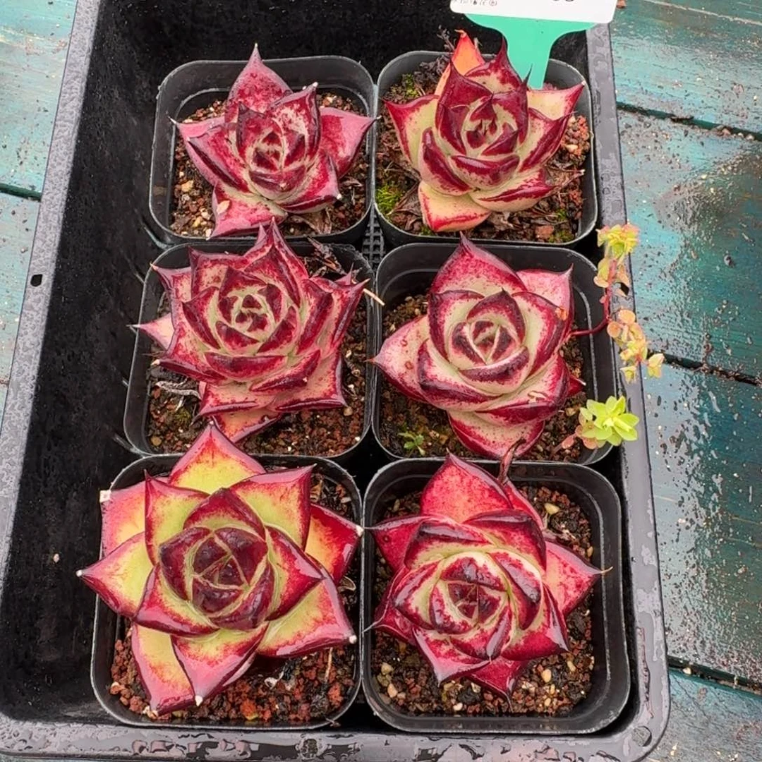 从前慢多肉精选编号1120..53