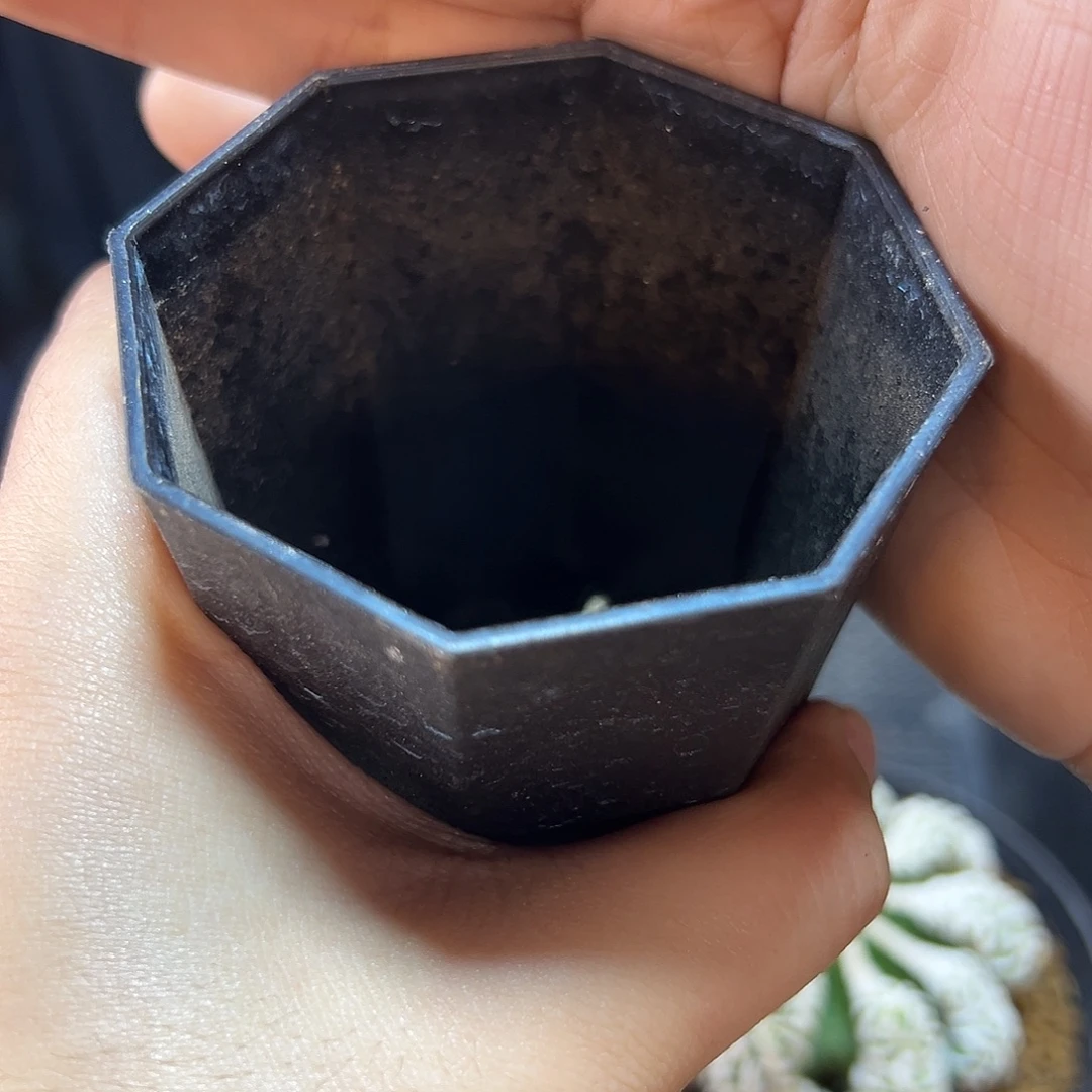 T***315号根芽长毛兜带缀化8.4公分