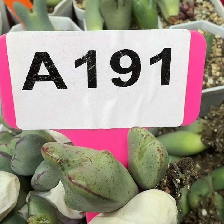 191在中央音乐学院小心翼翼