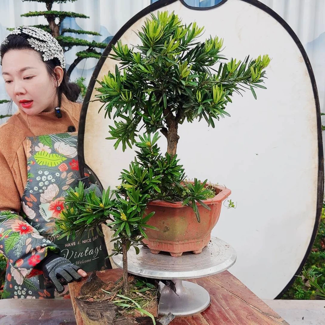 盆景罗汉松一物一拍