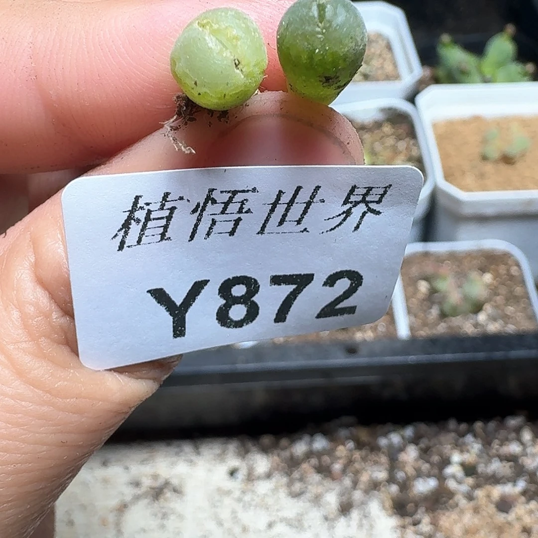 872盒多肉植物哇c g
