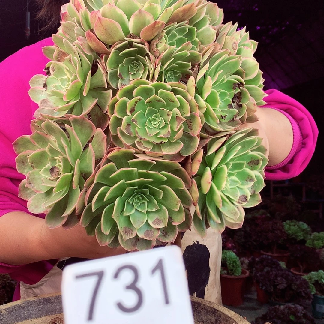 柒柒精品多肉脱土发货不包断侧枝处理731