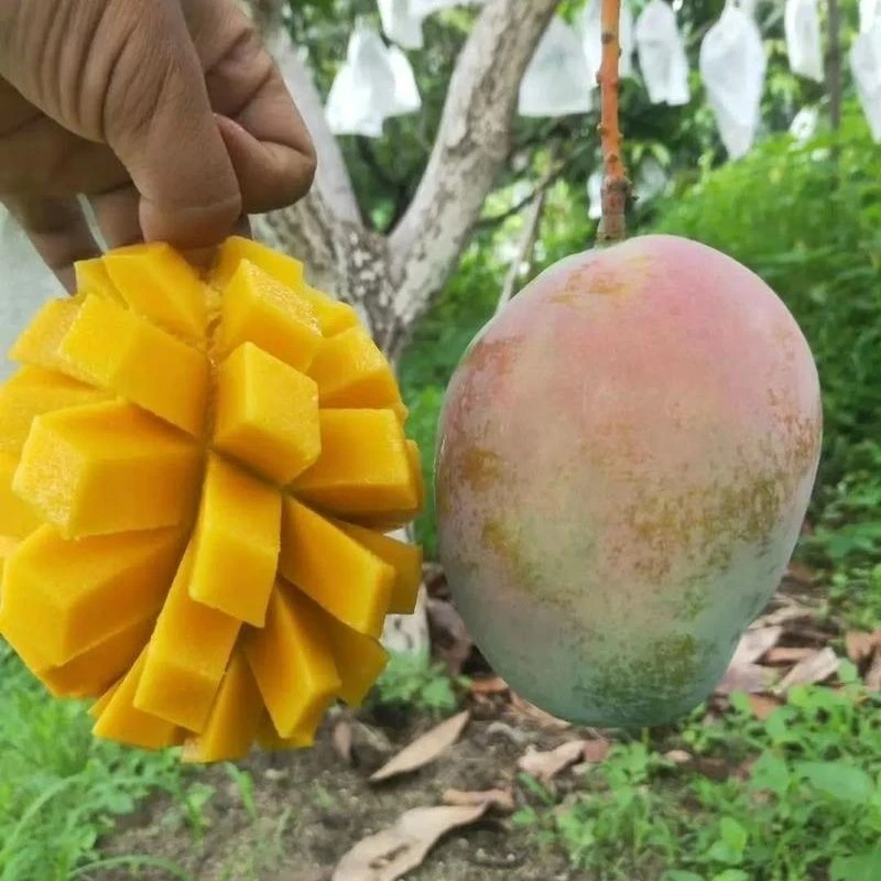 攀枝花凯特芒果现摘应季热带水果香甜饱满多汁D