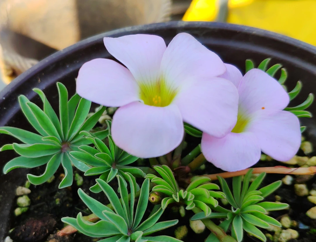 酢浆草 早花新手套餐 混合装 秋植幸运草 新手易养