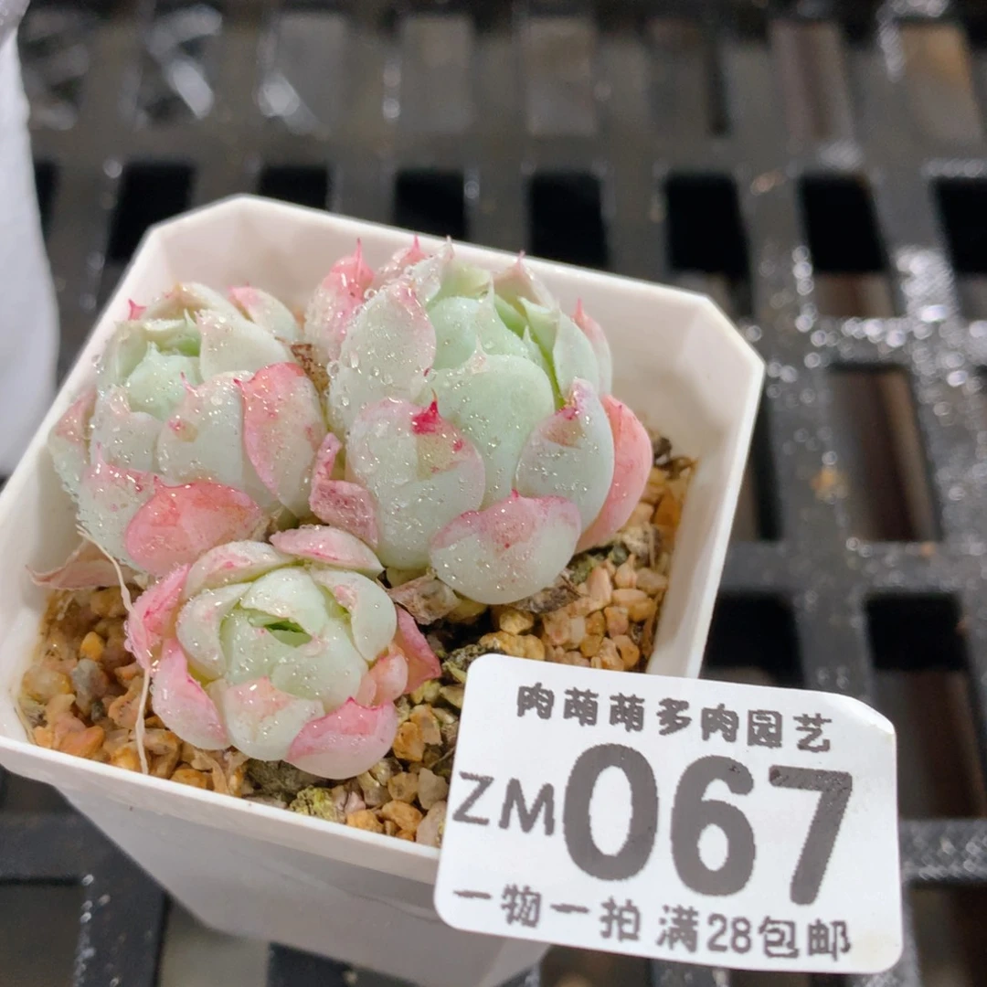 肉萌萌拇指盆精控多肉ZM067