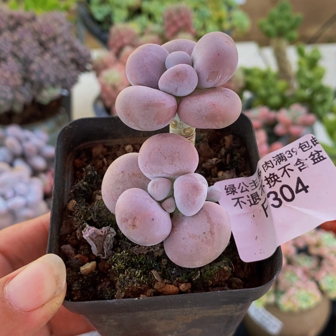 304芭比奶酪3cm多肉