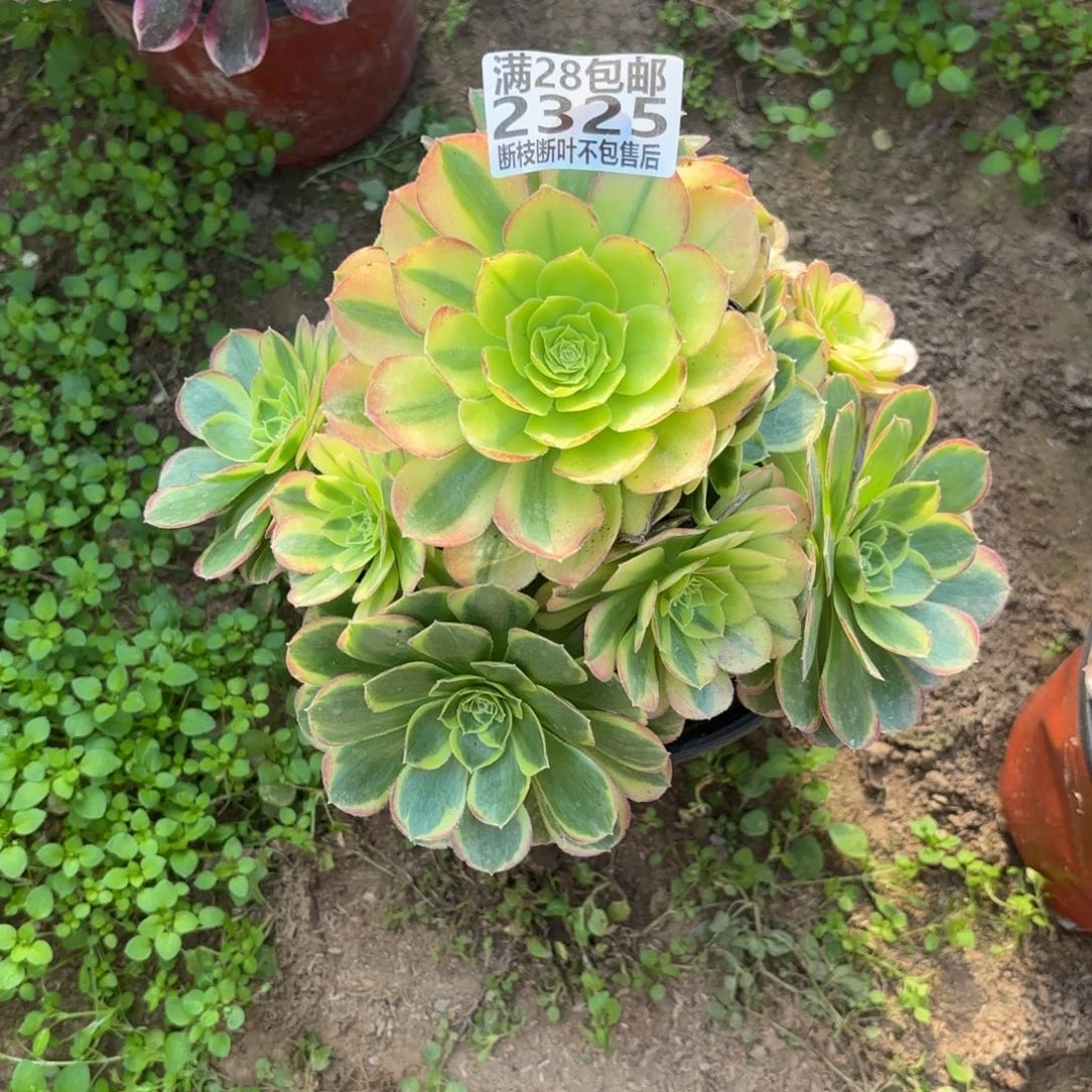 K. 2325奶白多肉。cede