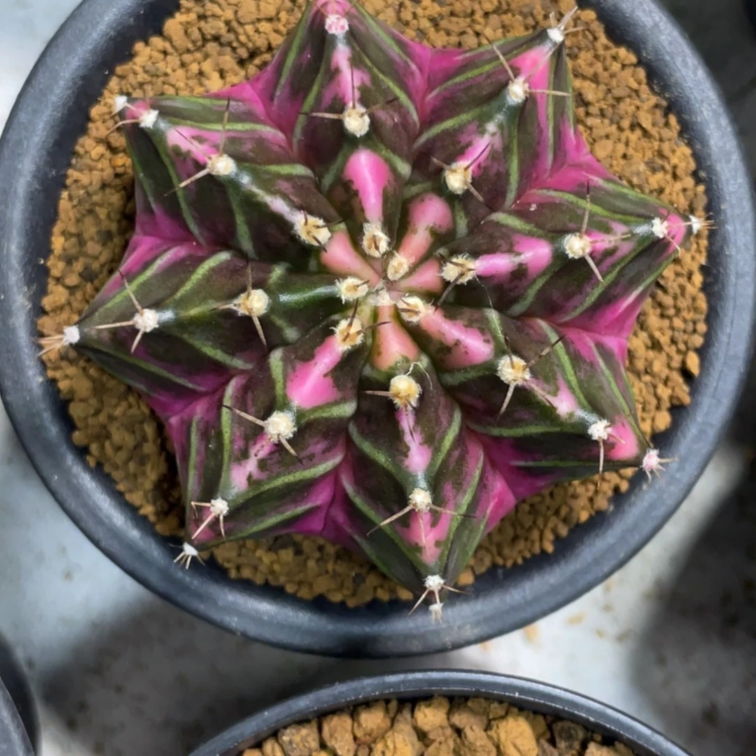 当前无花朵，栽培后可花朵紫粉臀虎斑锦