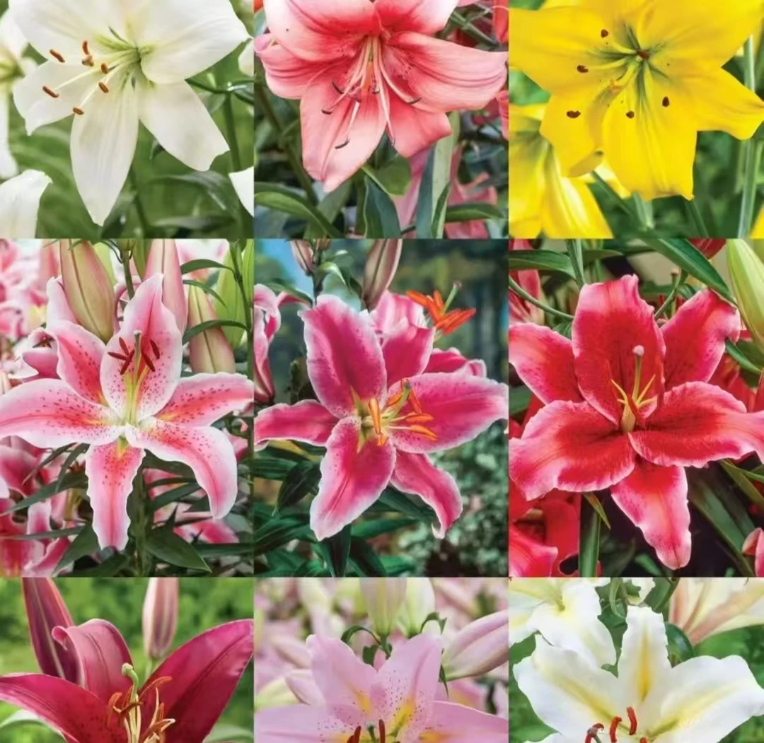 四季可种1颗《重瓣盲球》荷兰进口庭院阳台百合花球