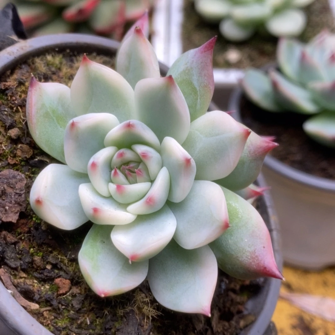 184锦锦锦锦锦锦锦锦