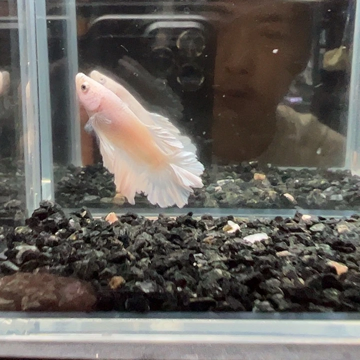 斗鱼满30包邮11日82