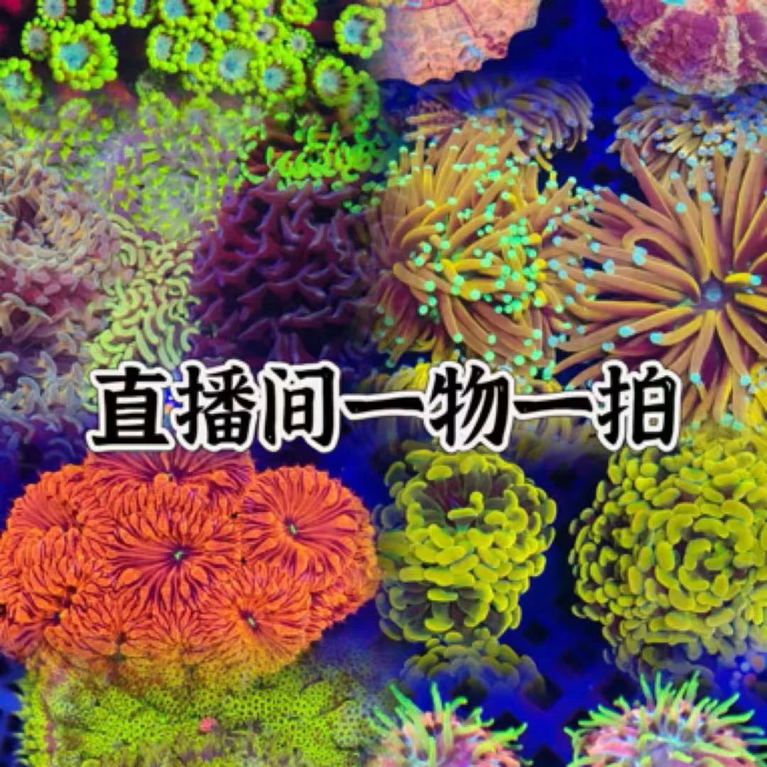 海缸珊瑚海葵顺丰到付满千包邮