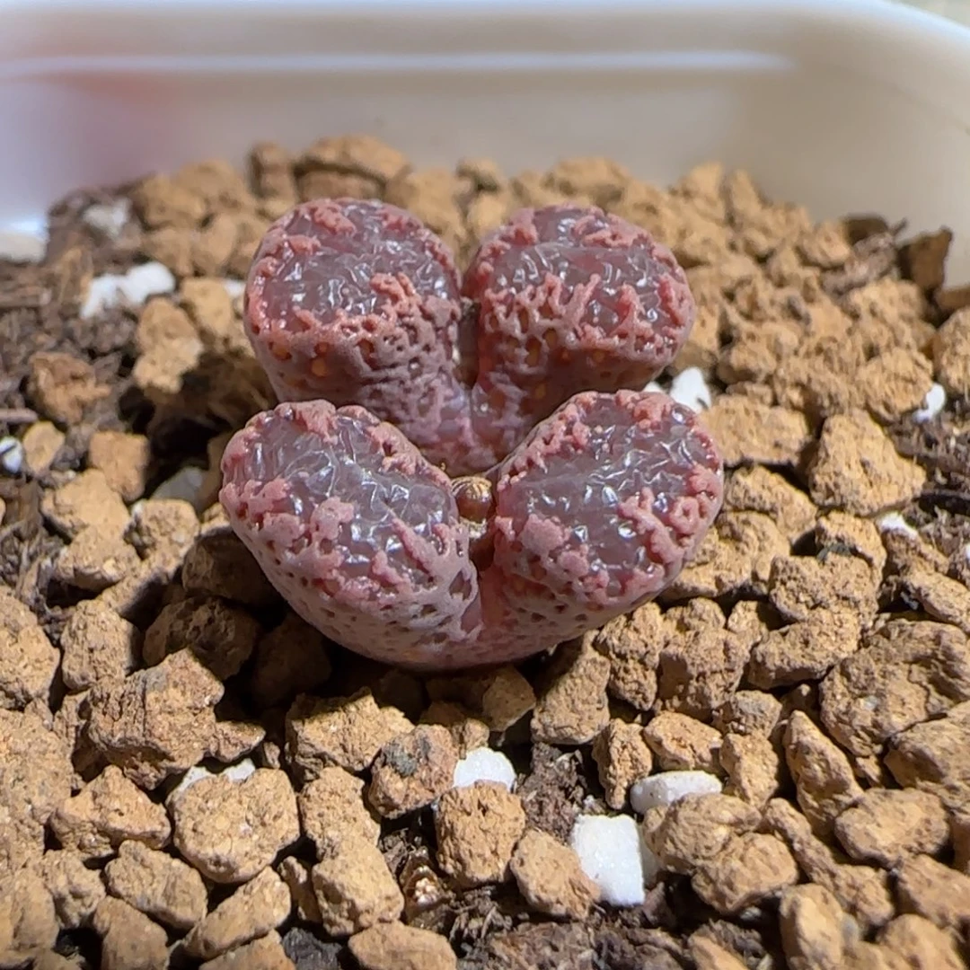 肉锥多肉植物组合-3km勋章1198