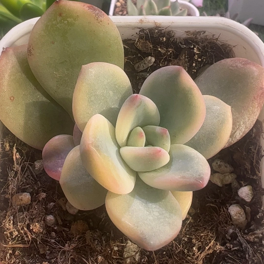 用****2多肉植物多肉植物