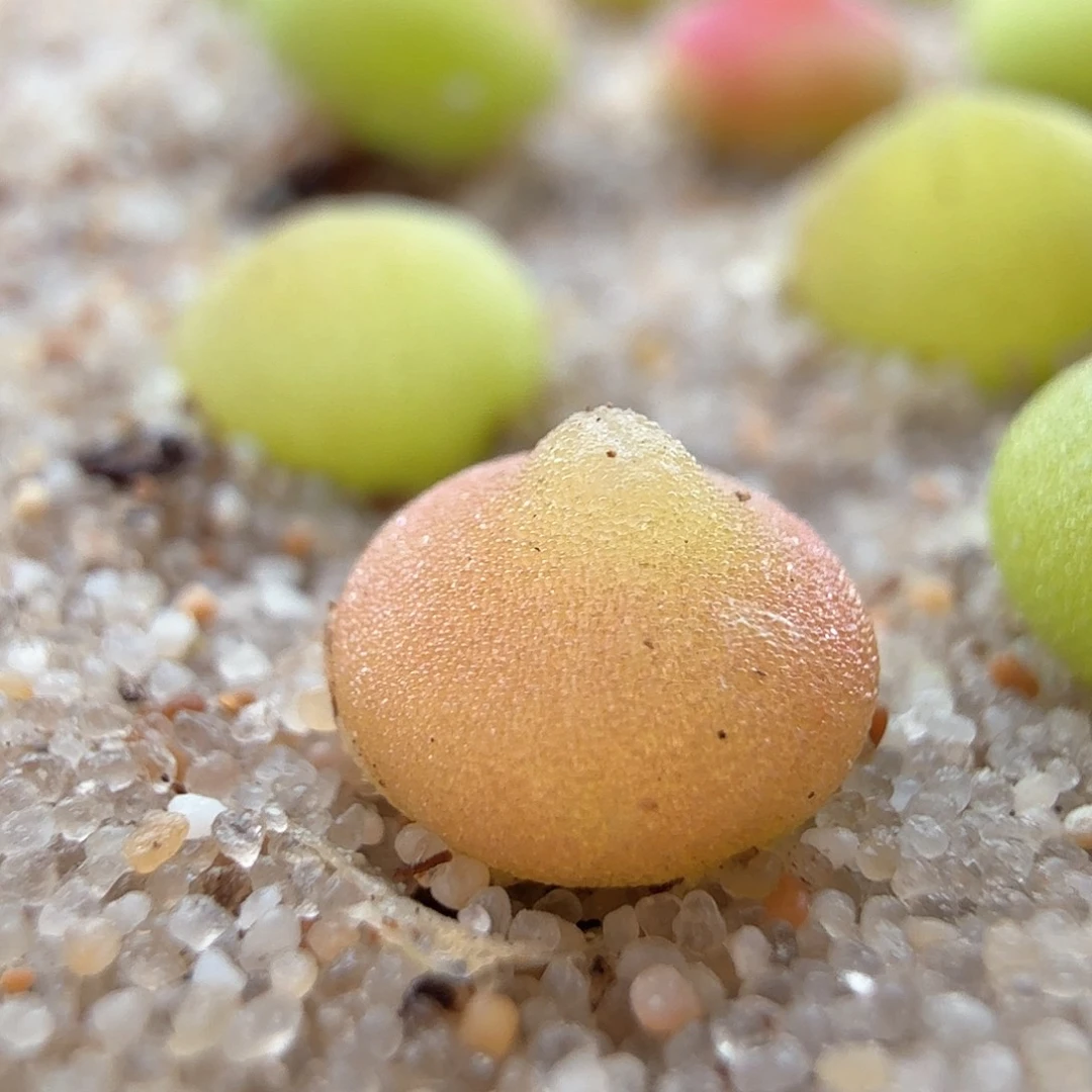 2.20.86/3年哈莫灯泡新头0.7左右/多肉