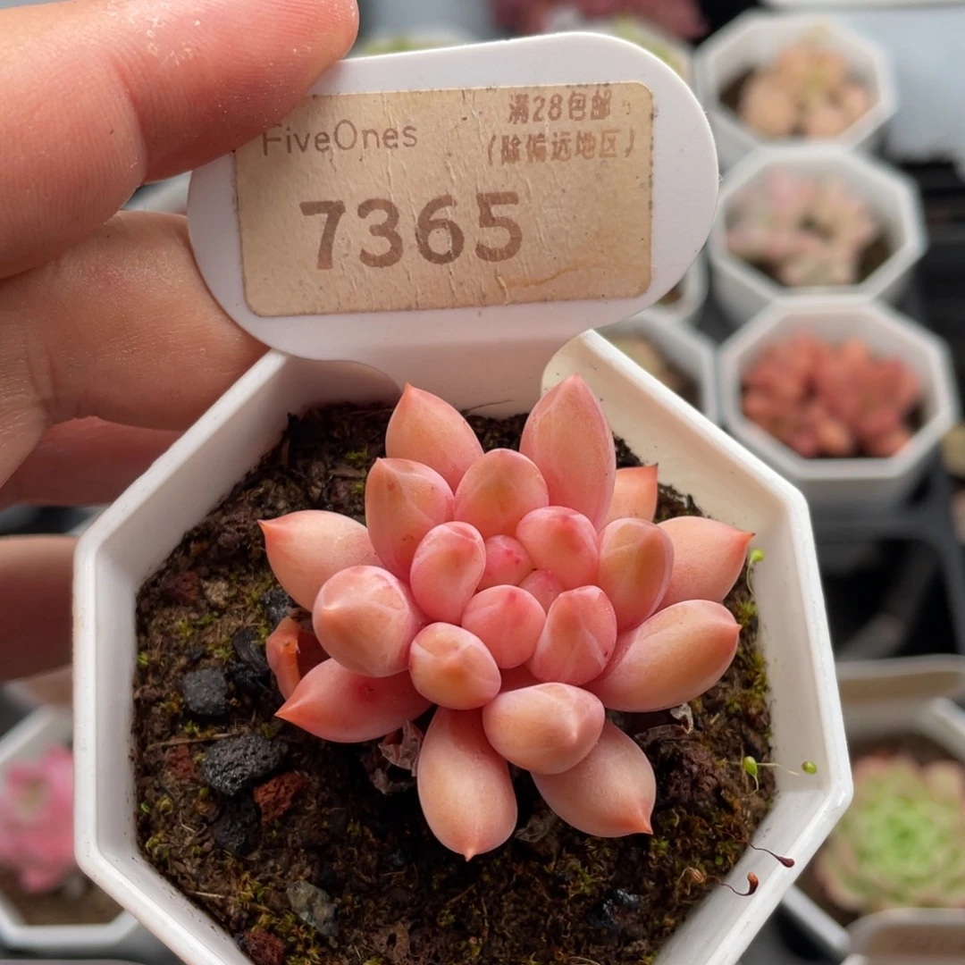 红蜻蜓7365-4.5厘米