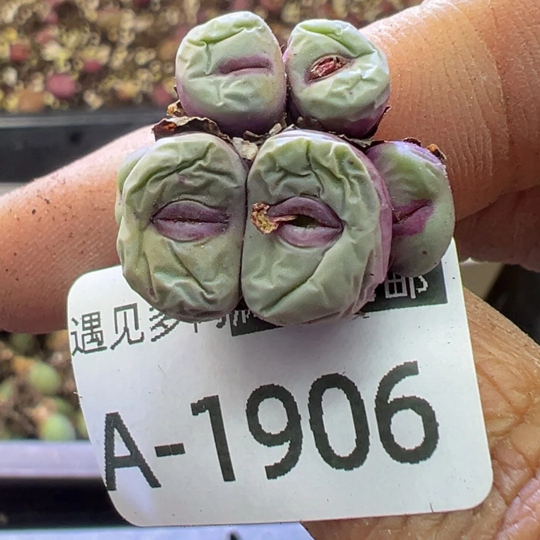 多肉植物1111111111111111111