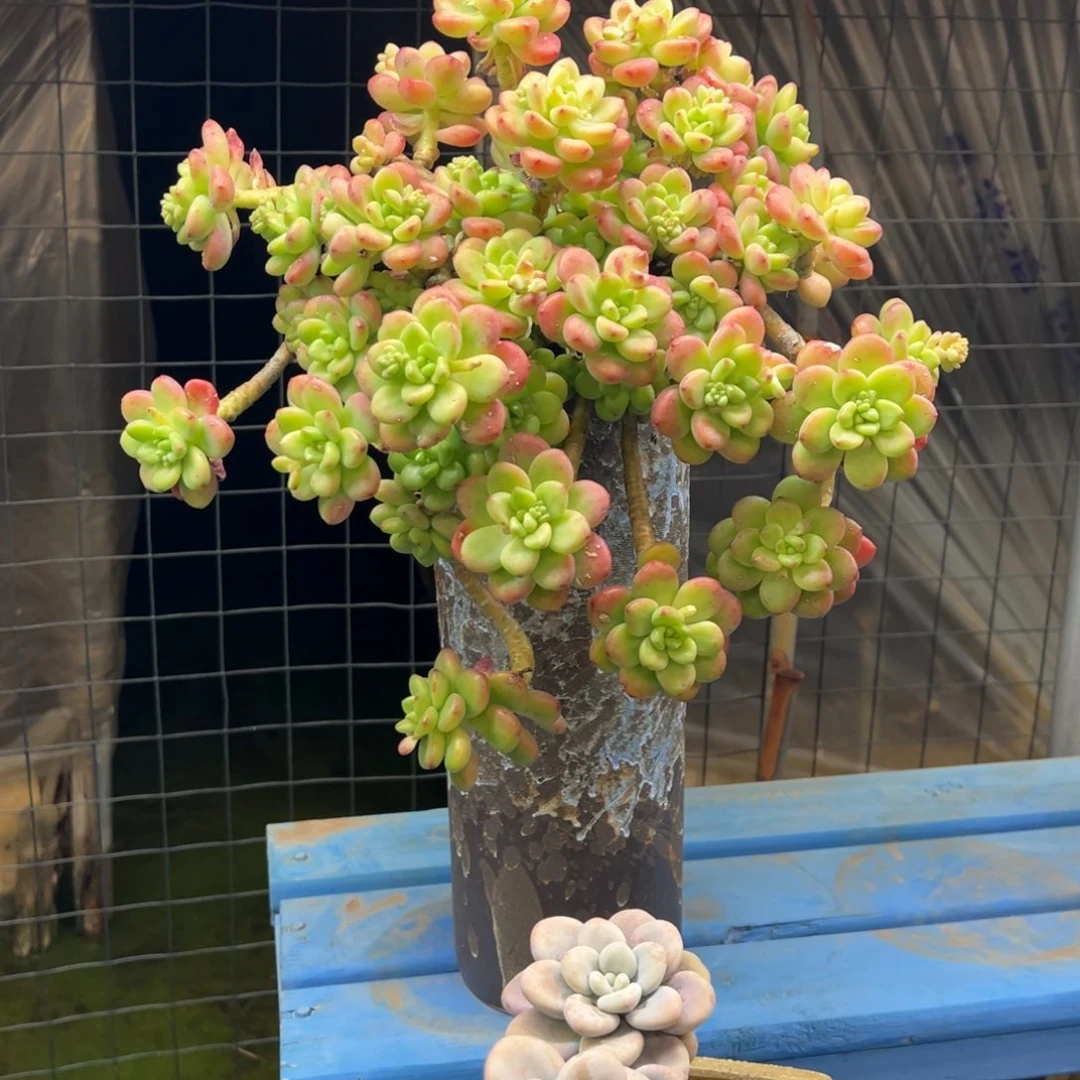 香格里拉带盆物流自理寄养