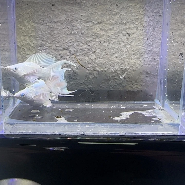 孔雀鱼瓷白玛丽。25号