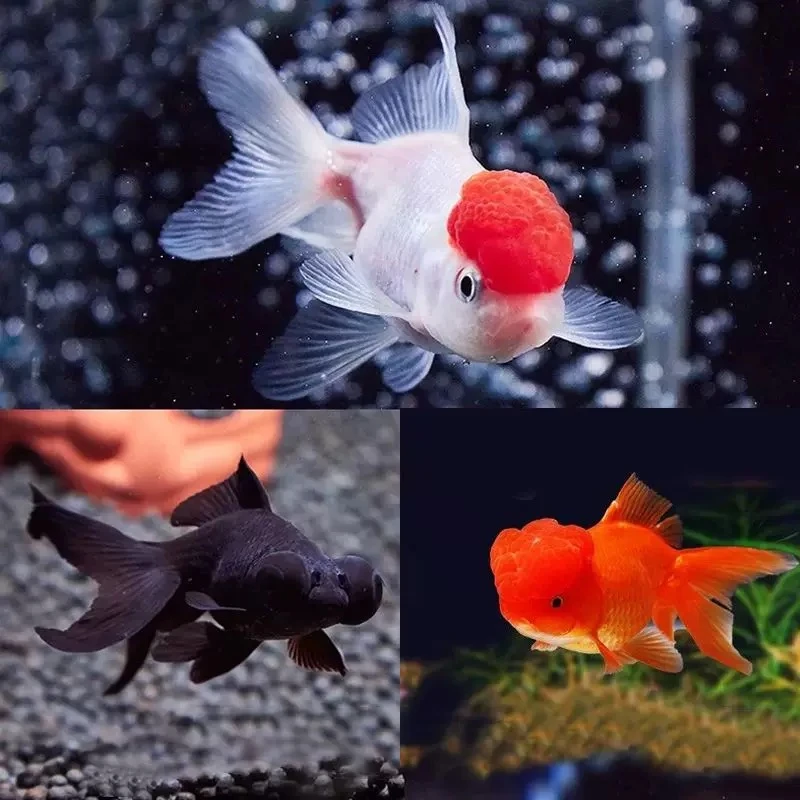 【福利冷水金鱼】丹顶国狮龙睛小金鱼冷水观赏鱼包邮7条4-6公分