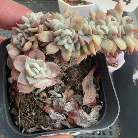12/麦秆缀一物一拍多肉
