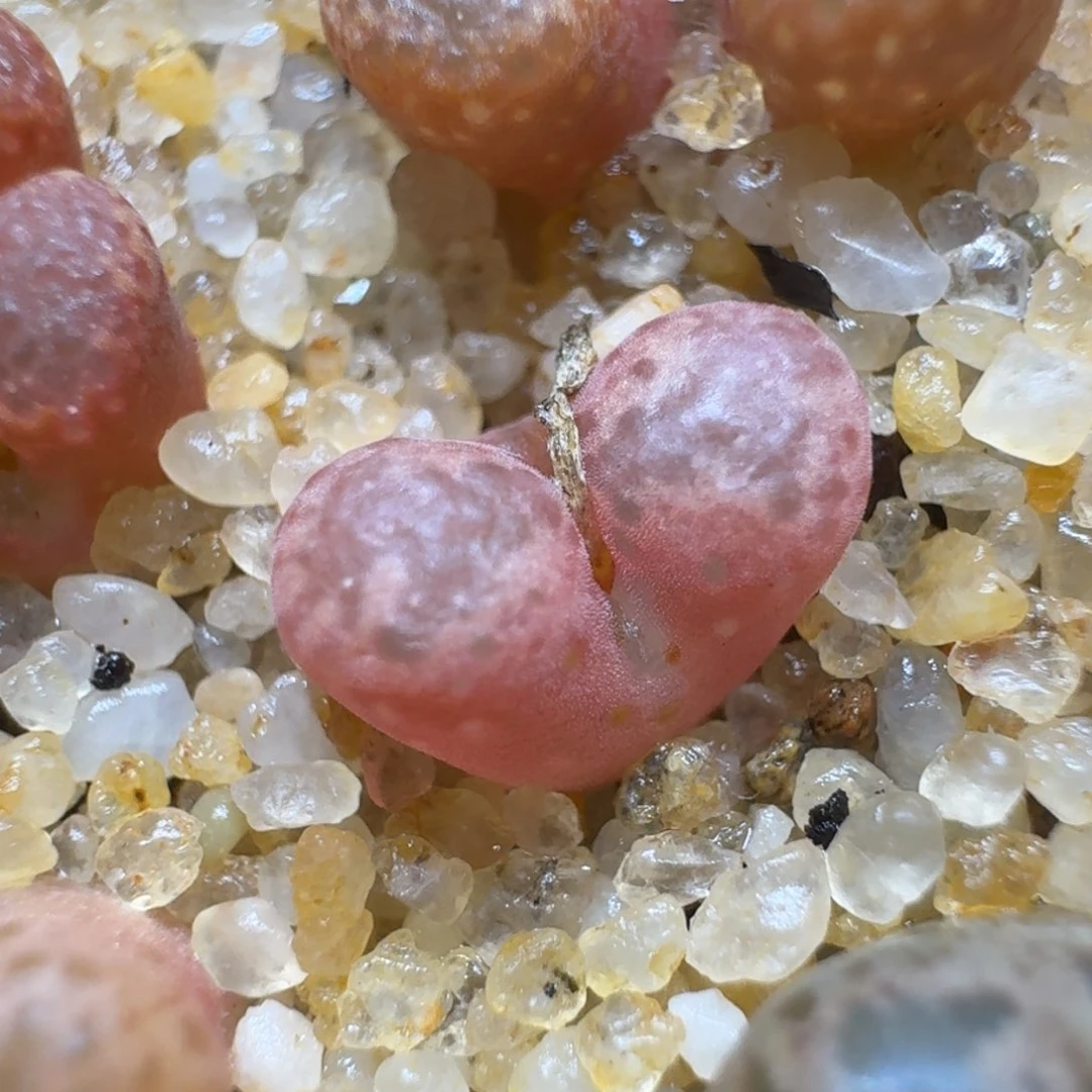 噗*咪0217-106勋章1866.21