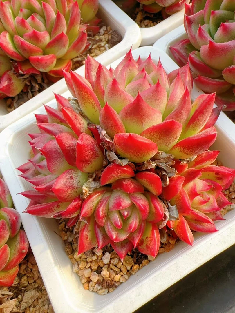 多肉植物   9公分盆群生佛罗瑞安娜三颗（尺寸8左右）满2单包邮除偏