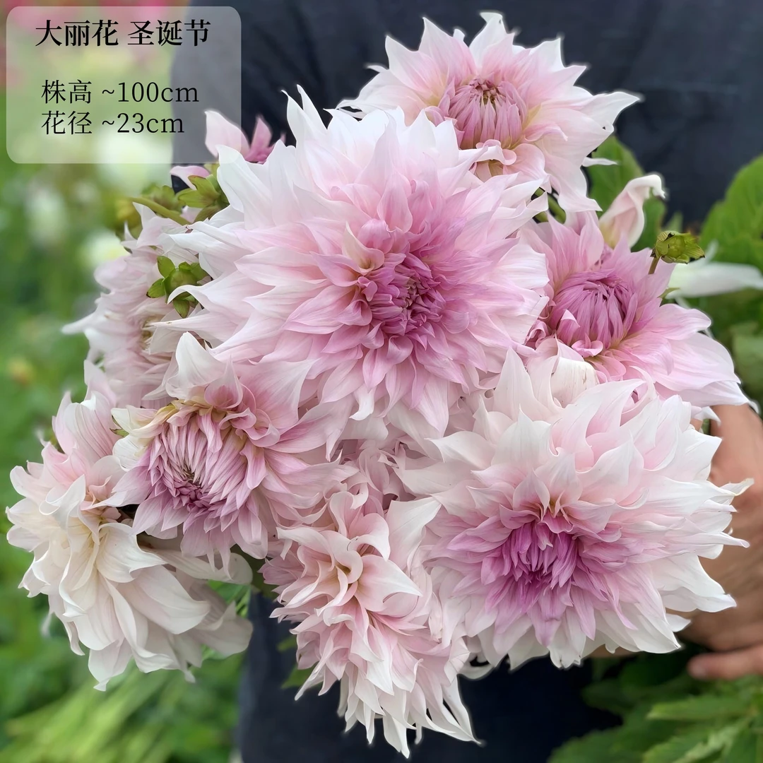 【圣诞节/夏伊】进口大丽花种球花卉送肥料