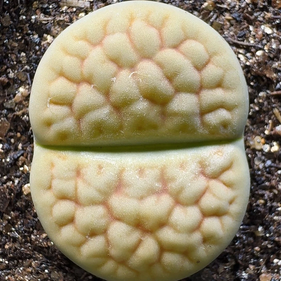 生石花111122。  187